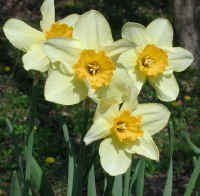 [daffodils-l[1].jpeg]